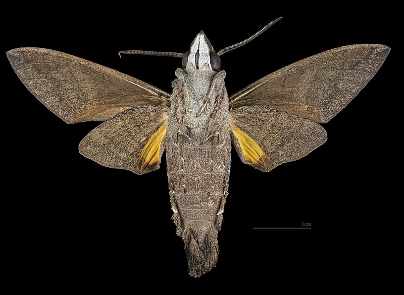 File:Macroglossum hemichroma MHNT 2010 0 373 Puncak Palopo Sud Sulawesi male ventral.jpg