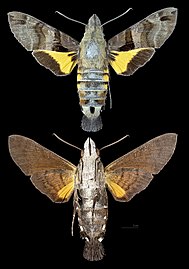 Macroglossum sitiene