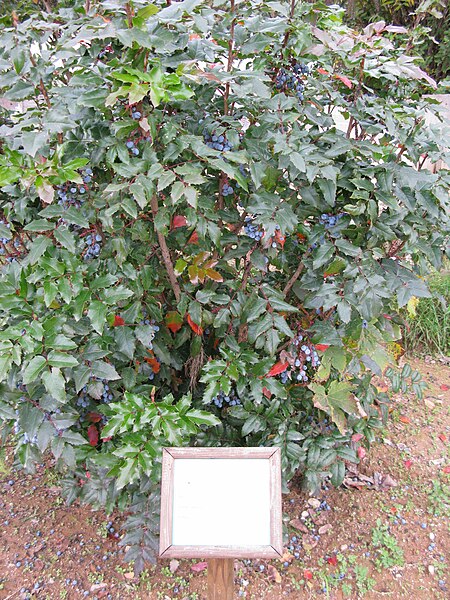 File:Mahonia japonica - Villa Vittoria (Mongiana) - Province of Vibo Valentia, Italy - 26 Oct. 2008.jpg