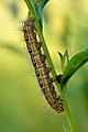 80 'Malacosoma castrensis caterpillar' - a set of 2 files uploaded by Iifar, nominated by Iifar,  19,  0,  0