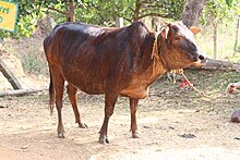 Foto a colori che mostra una mucca marrone tigrata con una testa lunga, fronte rugosa e corna corte perpendicolari alla testa.