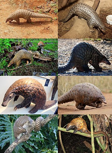 Pangolinët