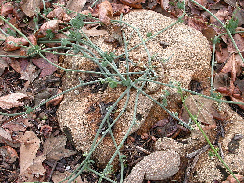 File:Marah macrocarpa root 2004-02-23.jpg