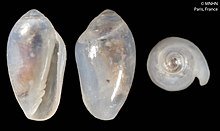 Marginella gennesi (MNHN-IM-2000-541).jpeg