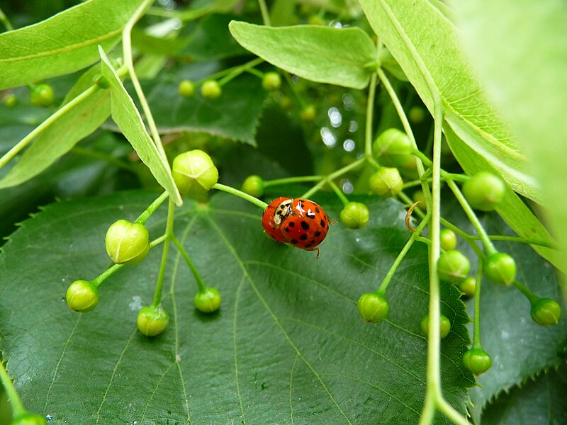 File:Marienkäfer auf einem Lindenblatt.JPG