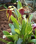 Masdevallia weberbaueri