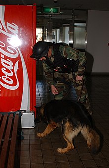 German shepherd sniffing out a possible bomb Master of Arms 1st Class Anthony Ortiz and his police dog sniff out a possible bomb during a disaster drill on Atsugi base 021114-N-HX866-008.jpg