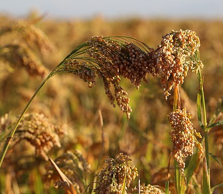 Просо это. Просо сорнополевое. Просо (Panicum miliaceum). Сухоцвет пшеница чумиза. Чумиза агрокультура.