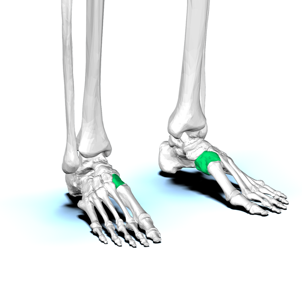 File:Medial cuneiform bone02.png