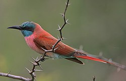 Merops nubicus -near Watamu, Kenya-8.jpg