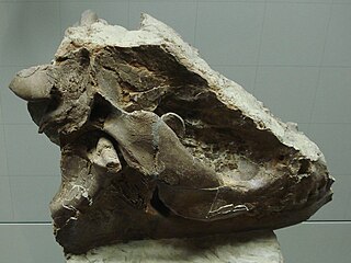 <i>Mesaceratherium</i> Extinct genus of mammals