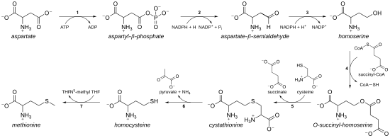 methionine amino acid structure