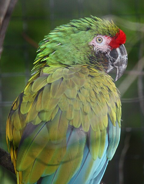 File:Military Macaw 001.jpg