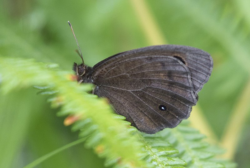 File:Minois dryas, Giresun 2017-07-05 01-1.jpg