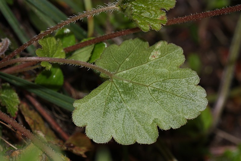 File:Mitella trifida 4626.JPG