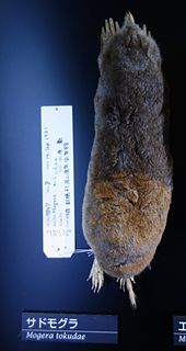 Sado mole Species of mammal