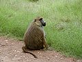 Monkey in Kenya.jpg