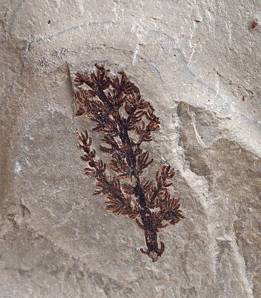 Plant fossils.