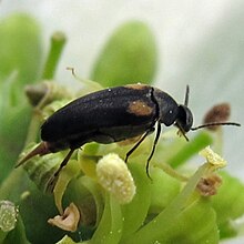 Mordellochroa scapularis.jpg