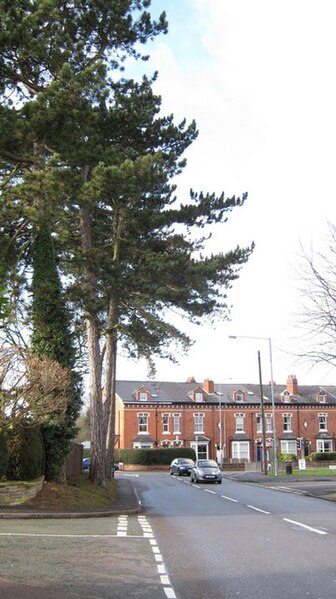 File:More Tall Trees, Wylde Green Road - geograph.org.uk - 1634884.jpg