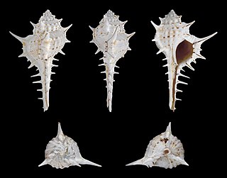 <i>Murex carbonnieri</i> Species of gastropod