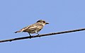 Muscicapa striata - Spotted Flycatcher 04.jpg