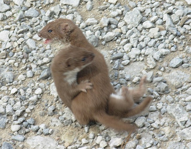 Two least weasels fighting