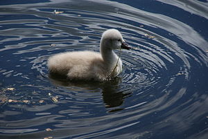 Cygne: Description, Liste des espèces, Distribution et migration