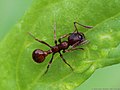 Myrmica rubra (Linnaeus, 1758)