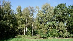 Klein Henstedter Heide wetland