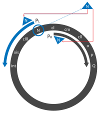 Lambda Phage