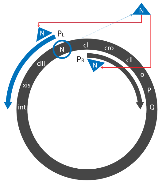 File:N protien.svg