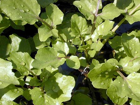 Nasturtium