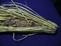 Nattō wrapped in rice straw, old-style nattō package
