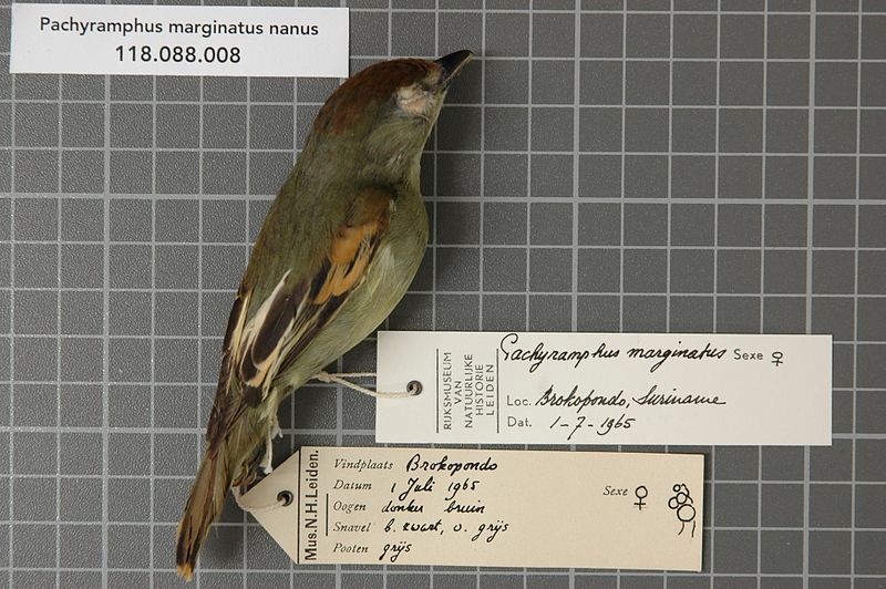 File:Naturalis Biodiversity Center - RMNH.AVES.37028 1 - Pachyramphus marginatus nanus Bangs & Penard, 1921 - Tyrannidae - bird skin specimen.jpeg