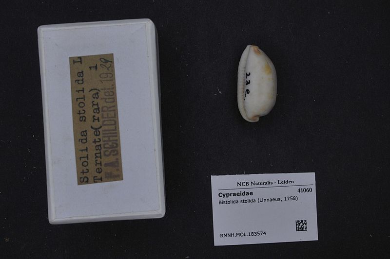 File:Naturalis Biodiversity Center - RMNH.MOL.183574 1 - Bistolida stolida (Linnaeus, 1758) - Cypraeidae - Mollusc shell.jpeg
