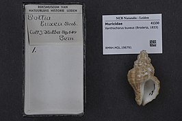 Xanthochorus buxeus