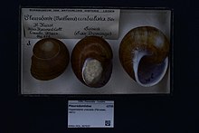Naturalis Biodiverzitás Központ - RMNH.MOL.397937 - Hispaniolana undulata (Férussac, 1821) - Pleurodontidae - Puhatestű kagyló.jpeg
