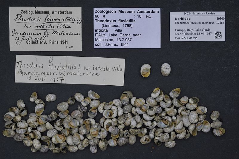 File:Naturalis Biodiversity Center - ZMA.MOLL.67550 - Theodoxus fluviatilis (Linnaeus, 1758) - Neritidae - Mollusc shell.jpeg