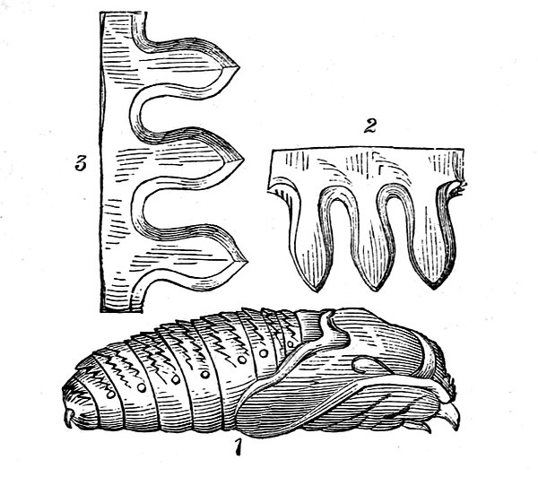 Naturalist's Library page 92