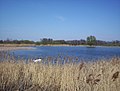 English: Two cygnus olor on pond Polski: Para łabędzi niemych na stawie