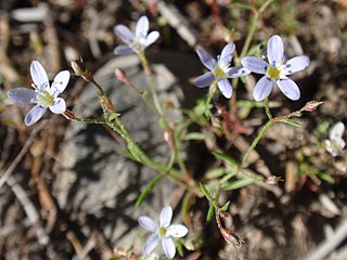 <i>Navarretia capillaris</i> Species of flowering plant