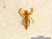 Neospintharus trigonum 1.jpg