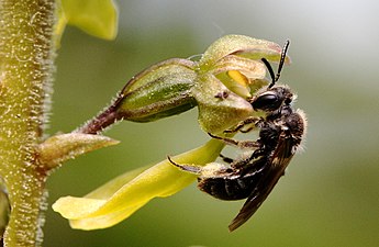 Blomma med besök av insekt, som suger nektar.