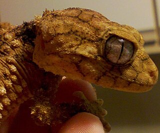 Knob-tailed gecko