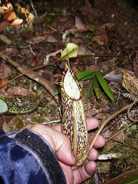 A lower pitcher