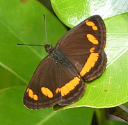 Neptis frobenia