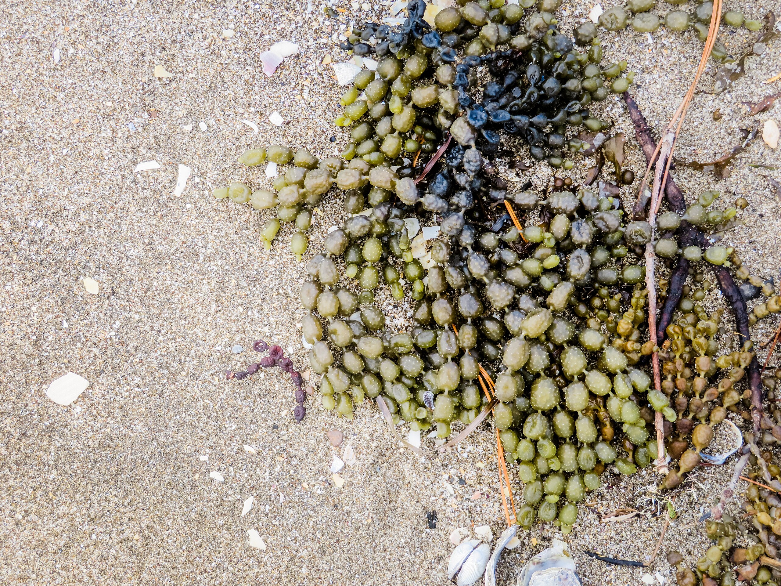 New research suggests seaweed species may adapt to higher temperatures