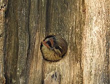 An adult peeking from nest entrance Nesting White-cheeked Barbet.jpg