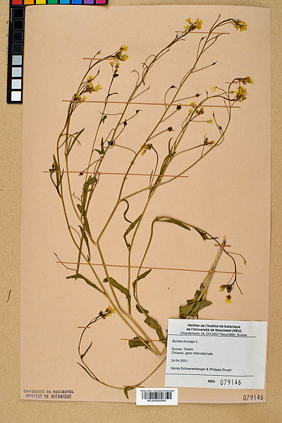 File:Neuchâtel Herbarium - Bunias erucago - NEU000022905.jpg